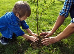 What to consider when planting trees in your garden - Garden & Outdoor