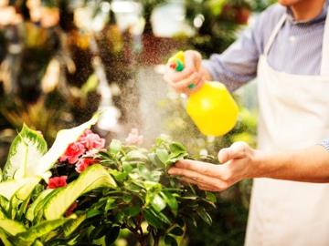 10 home remedies for eliminating pests in the garden - Garden & Outdoor