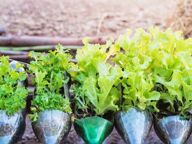 Green your world: Grow veggies in recycled containers