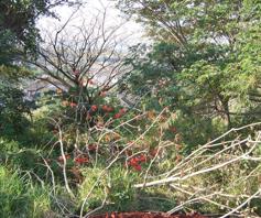 Vacant Land / Plot for sale in Zini River Estate