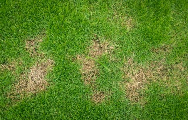 Low-cost solutions to fix a patchy lawn - Garden & Outdoor, Lifestyle