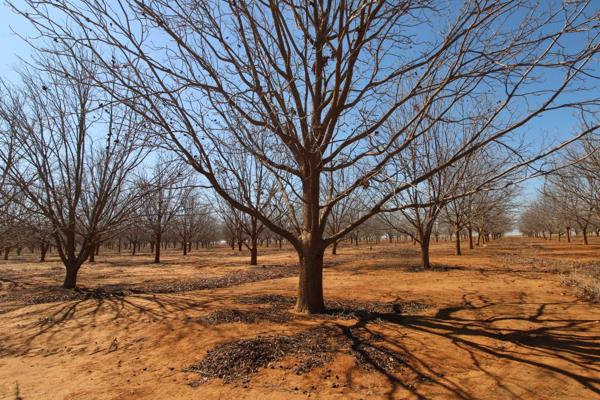 This farm is 320 Ha in total
The farm has approximately 20 Ha of Pecan Nut Trees, which comprises more than 1,700 Pecan Nut Trees
The ...