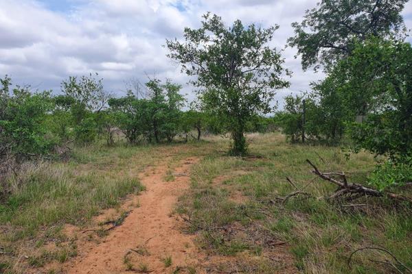 Experience a bushveld life style at Mahlathini Game reserve. Your own 21ha stand on private game  reserve, surrounded by wildlife ...