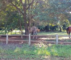 Vacant Land / Plot for sale in Doornhoek Equestrian Estate
