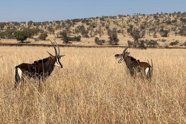 Lekwena Wildlife Estate. Imagine owning your own piece of African bushveld.  
The 2399 ha Lekwena Wildlife Estate is situated just 11km ...