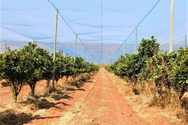 Beautiful citrus farm in the heart of the bushveld.
Citrus farm located near Modimolle with certified irrigation water rights of 261 ...