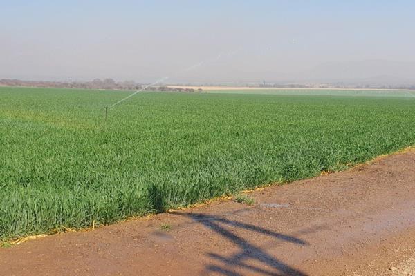 Irrigation and Game Breeding farm of excellence
If you are looking for a proper and high productive irrigation farm of excellence, and ...