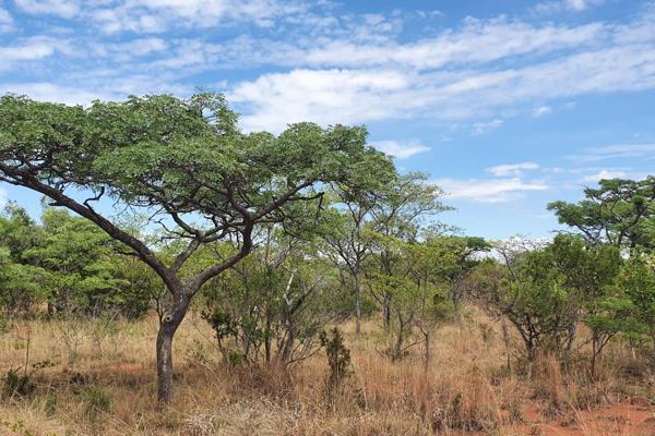 Invest in your own full title bushveld stand at nylsoog wild &amp; echo estate near bela bela!!
Approximately 1100Ha Nature Estate ...