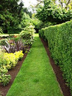 Hedge against intrusion - Garden & Outdoor, Lifestyle