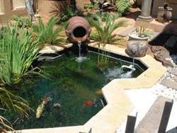 Don't be Koi with your pond - Garden & Outdoor, Lifestyle