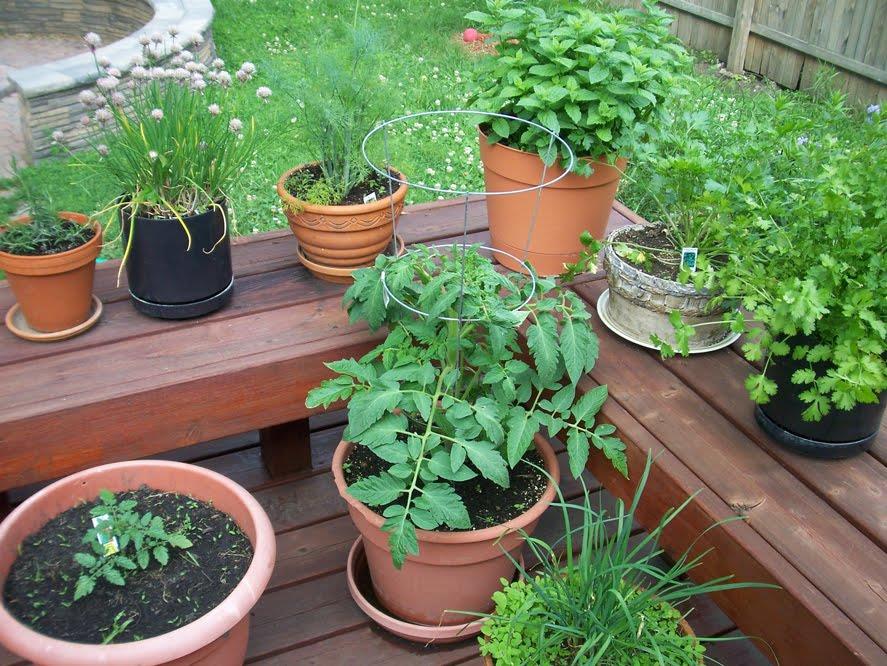 Potted herbs for the kitchen - Garden & Outdoor, Lifestyle