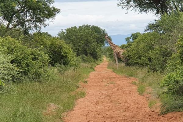 With a couple of changes this farm can also be used  for cattle farming.

This farm consists of sweat grass, white buffalo grass ...