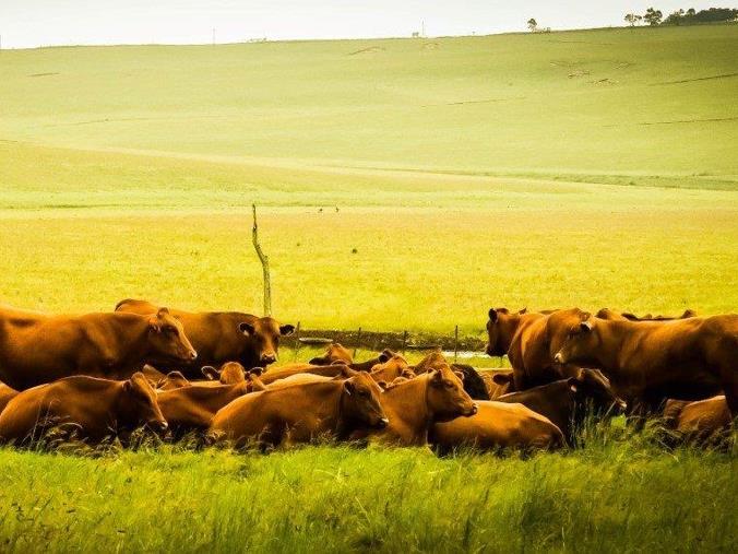 Farm for Sale in Estcourt Rural