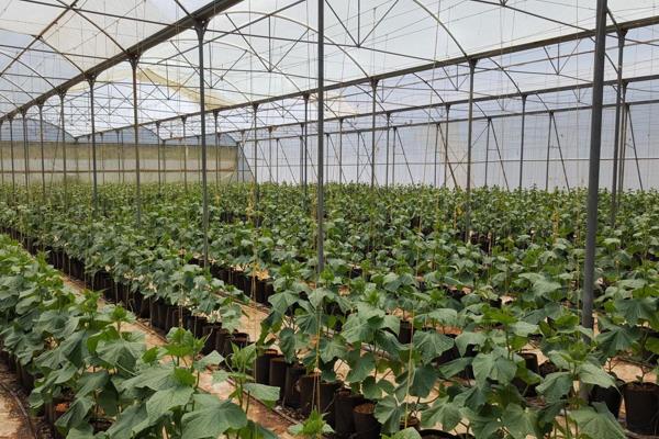 Cucumber producing operation on 60ha farm. Arable land of 40ha with lovely mountain covering the rest. Lush indigenous gardens provide ...