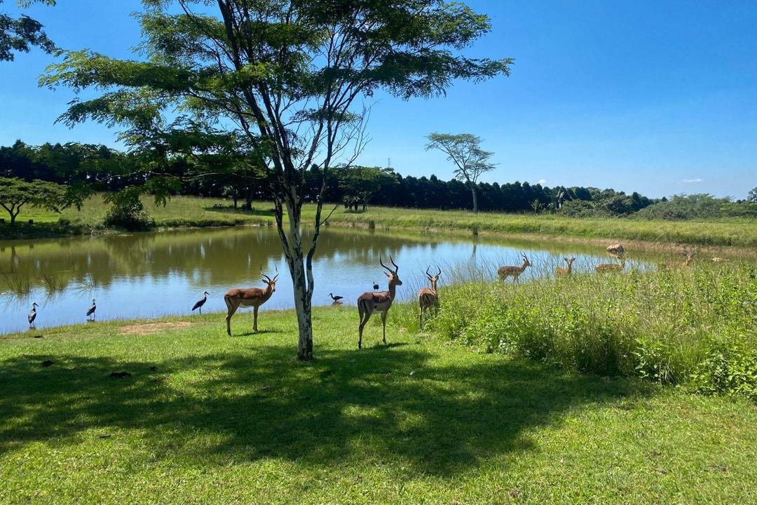 Vacant land / plot for sale in Alverstone - 9 (d138) Alverstone Road - Hillcrest