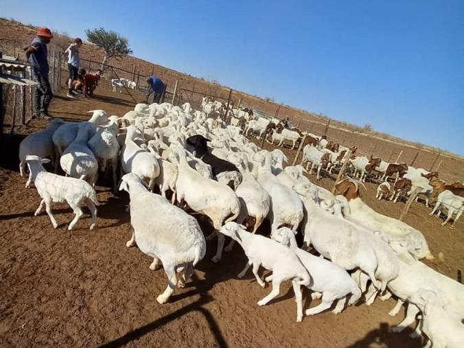 Farm for Sale in Rehoboth Central