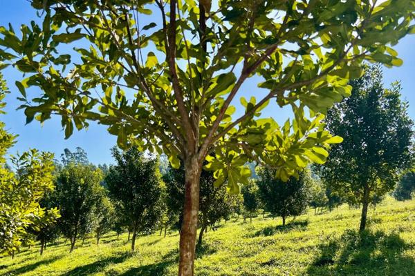 MACADAMIA NUT TREE FARM IN PADDOCK IN A PRIME LOCATION

Macadamia nut trees planted are 5 years old with 4 different varieties of ...