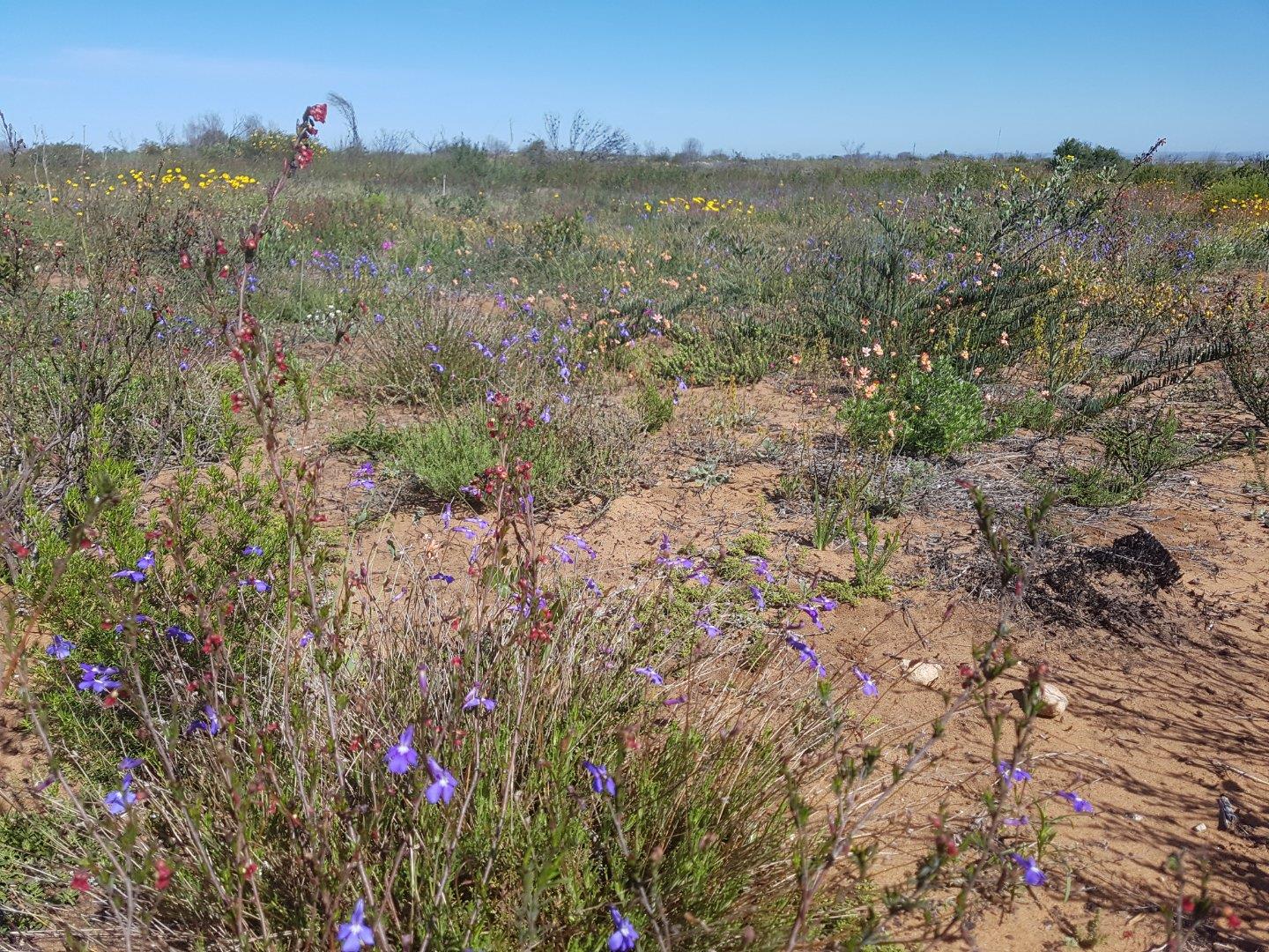Photo of Farm for sale in Riversdale Rural