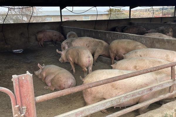 7 HA PIG FARM FOR SALE IN VASTFONTEIN AH

The farm comes with 200 pig saws, pig pens, and pig farrowing rooms.

Dont miss out on ...