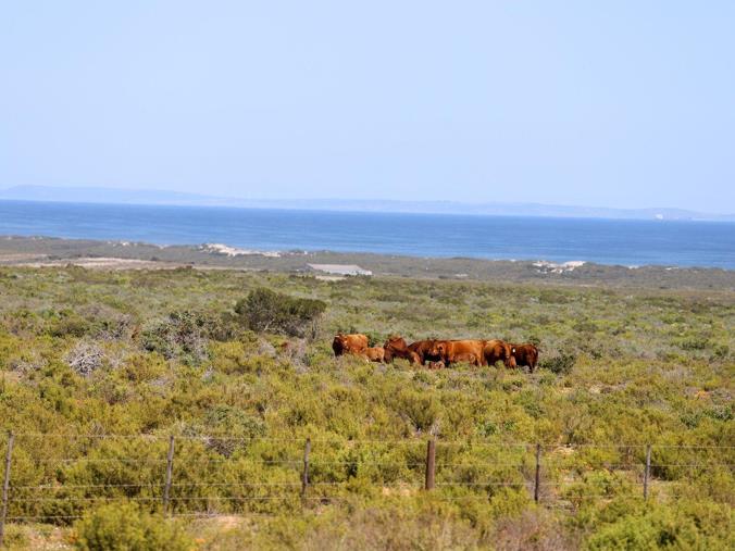 Farm for Sale in Elands Bay