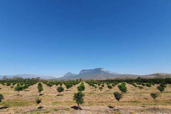 Set on the rolling steps of the Northern Drakensberg lies this 965 Hectare macadamia farm. 

The farm enjoys elevation between 600m and ...