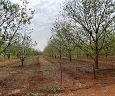 Farm for sale in Magogong