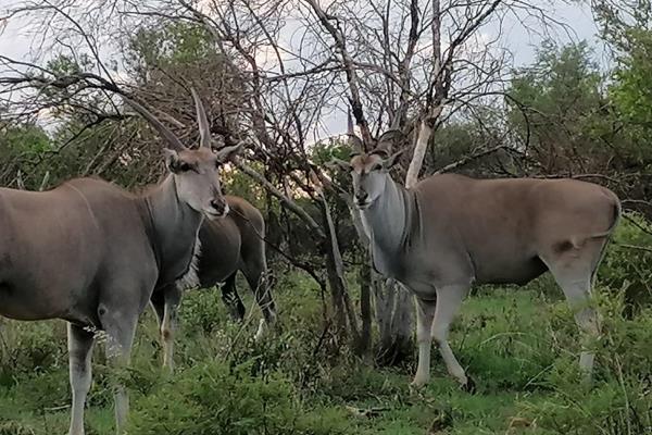 This vacant land has a beautiful part of nature.
Game fencing.
Encounter offers ...