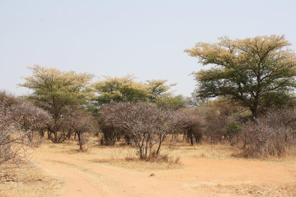 Vacant land in Dinokeng of 21ha
Ever dreamt of living where the wild things are? ...