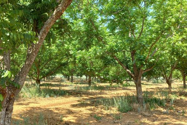 54 ha Pecan nuts with all equipment included. 
25 ha water rights plus 12 ha out of boreholes, registered with DWA
All irrigation is in ...