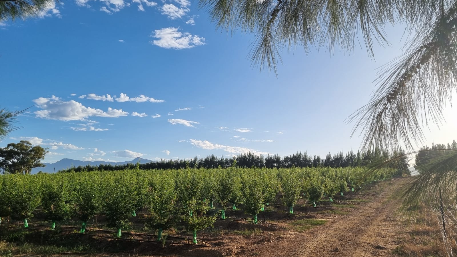 Farm for sale in Wellington Rural P24112245802