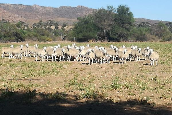 This farm (1 413 ha) is situated 15 km north of Redelinghuys overlooking Verlorenvlei and the Atlantic ocean.

The farm has 200 ha ...