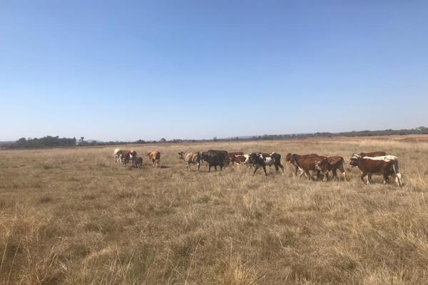 Irrigation farm! 2 hours from Pretoria. House and outbuildings. 77 700 m&#179; p.a. from river. 8 ha moveable center pivit. Fountain ...