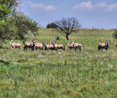 Farm for sale in Boshof