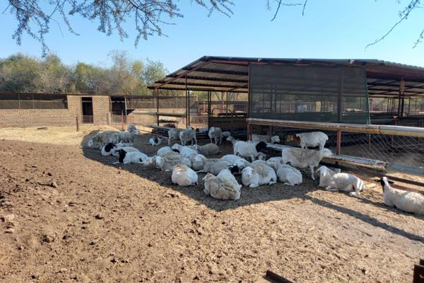 18 hectares sheep and cattle farm for sale
Some cattle and sheep included with tractor ...