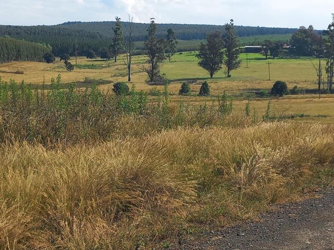 Farm for Sale in Greytown Rural