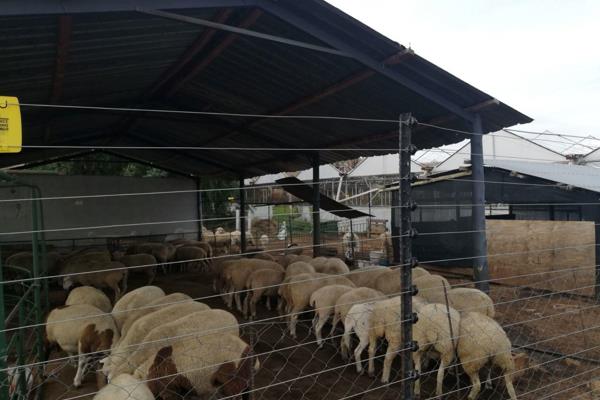 This farm is ideal to farm with vegetable and sheep.
Electrified sheep fold.
Camps for grazing.
Three tunnels under irrigation, approx. ...