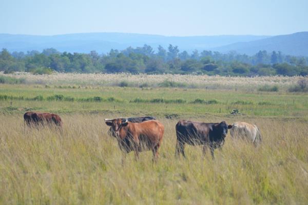 Nylstroom: 207-hectare farm near Modimolle and only  1 1/2 hours drive from Pretoria, offers excellent grazing opportunities with its ...