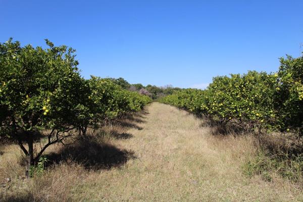 15ha Citrus Farm in Buffelshoek AH

Discover your agricultural oasis in the heart of ...