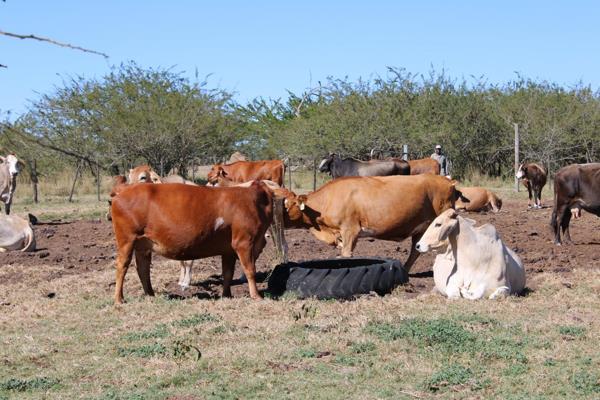 Discover the Essence of Authentic Cattle Farming in Munnik, Limpopo!

Are you yearning for an enchanting escape to the heart of ...