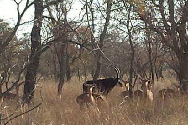 Bou jou droomhuis in &#39;n spog gholflandgoed in die Bosveld ! Bouplanne beskikbaar op aanvraag, groot en ruim erf, klein wild loop ...