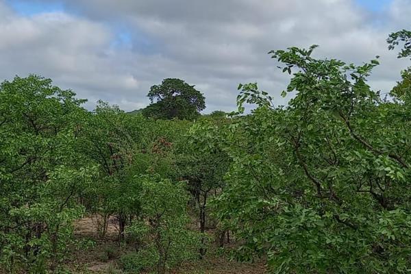 This vacant land is about 12km west of Musina. No, fence, borehole and no electricity yet.
Partially fenced.
Ideal for goats and ...