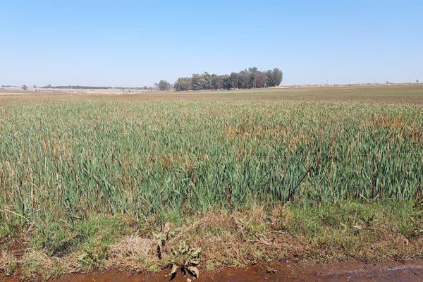 Grazing &amp; Grass bales (dry land)! 51 ha. Rayton. No buildings. One borehole. Abundant water - river &amp; earth dam. No irrigation ...