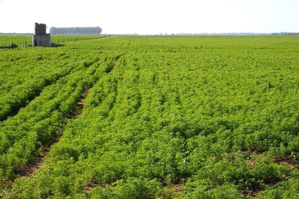 VREDENBURG - HOPEFIELD AREA WINTER GRAIN FARM

One of the best wheat, grazing and livestock farms in the area.

Sand-loam soil with ...