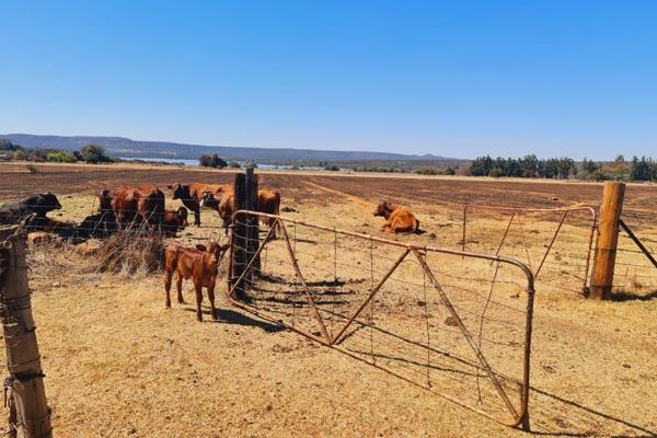 This farm is well located next to the Main road in the Lovely Steenbokfontein area near Koster dam . . .
With lots of flat land this ...