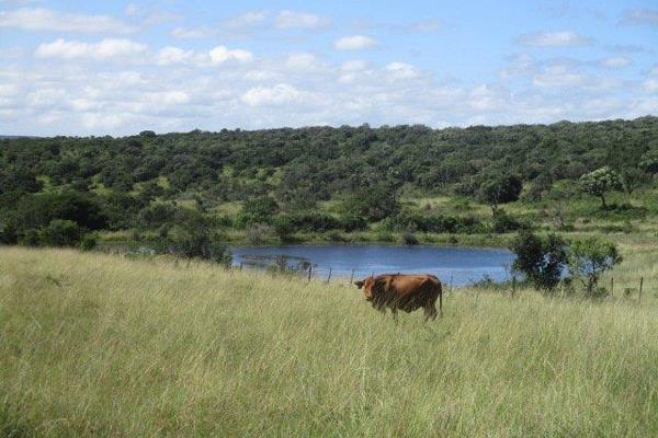 Located between Kei Road and East London you will find this well established 639 Ha cattle, feedlot and irrigation farm. The Gonubie ...