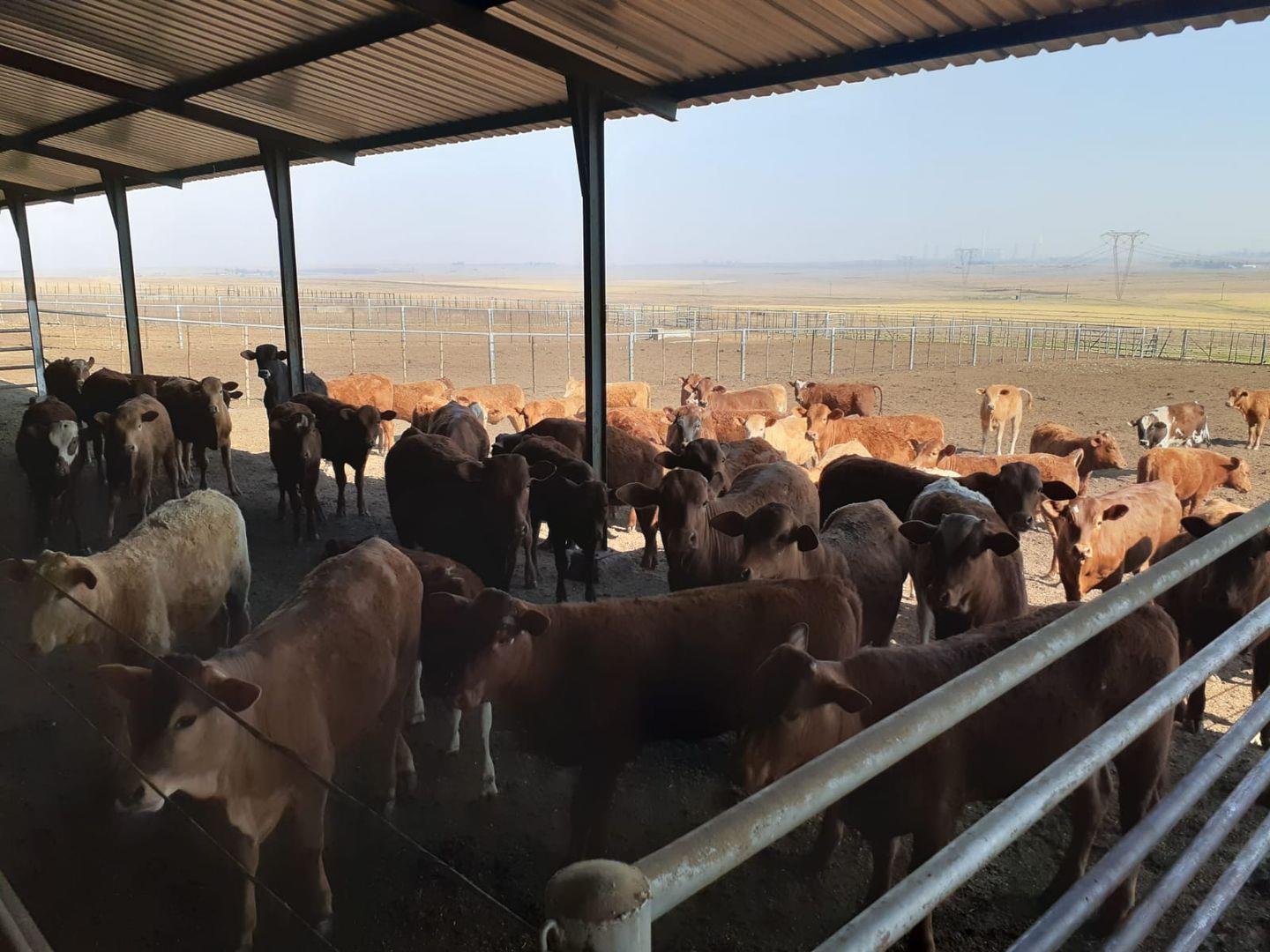 Farms for sale in Standerton : Standerton Property : Property24.com