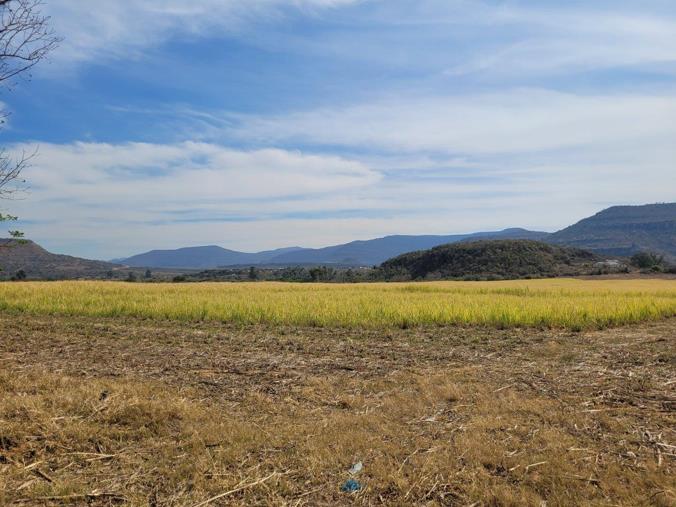 farm-for-sale-in-greytown-rural