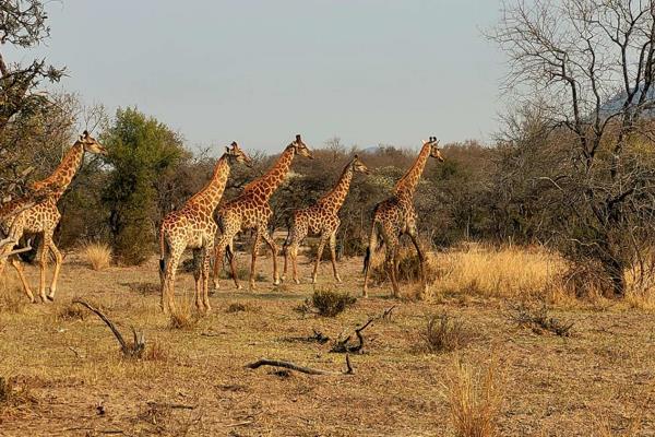 Experience the breathtaking beauty of the bushveld in Leeupoort Vakansiedorp, a haven for bird enthusiasts and a place where wildlife ...