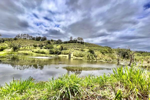 Lifestyle Farm for big family with Macadamia Nut Trees Plus De Husking Plant and 2 Warehouses
which are rented out.

The farm has 500 ...