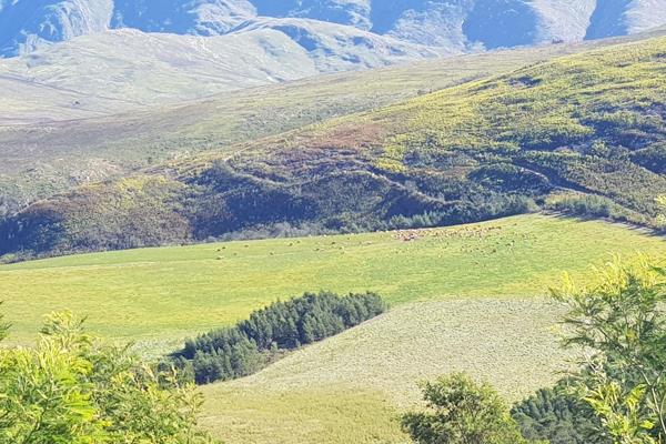 This 790 hectare dairy and irrigation farm is situated right at the foothills of the Langeberg mountains. The farm is surrounded by the ...